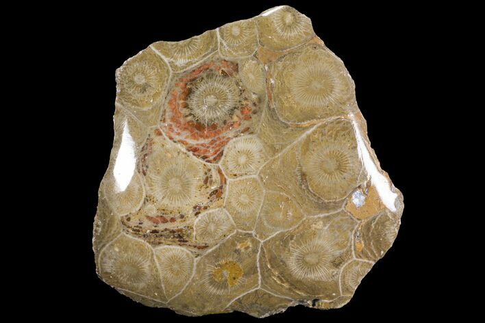 Polished Fossil Coral (Actinocyathus) - Morocco #100577